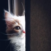 Pastikan Kucingmu Sehat Pakai 4 Merek Dry Food Berkualitas Ini
