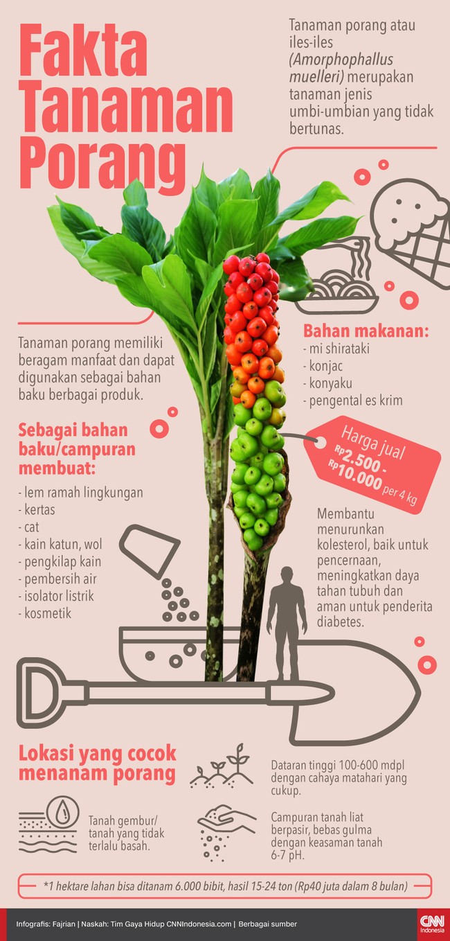Tanaman porang adalah tanaman jenis umbi-umbian yang tidak bertunas dari keluarga Amorphophallus. Berikut fakta tanaman porang.