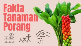 INFOGRAFIS: Fakta Tanaman Porang yang Punya Nilai Jual Tinggi