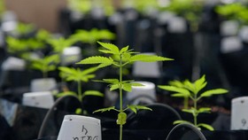 Luksemburg Jadi Negara Eropa Pertama Legalkan Ganja