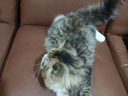 Ini Kucing Persia yang Dicuri Adik-Kakak di Depok