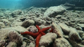 Studi Temukan Formasi Bata Kuning di Laut Hawaii, Jalan ke Atlantis?