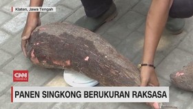 VIDEO: Panen Singkong Berukuran Raksasa