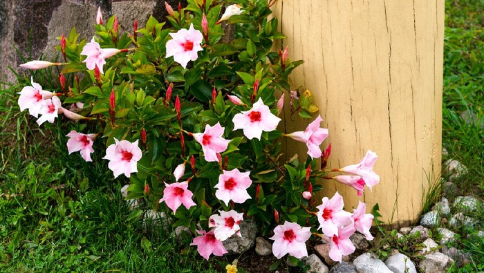 Mandeville bell, funnel-shaped flower outdoors in the garden in summer