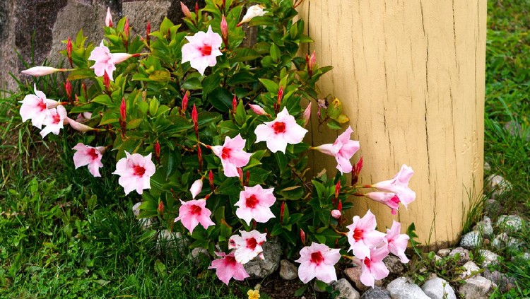 Mandeville bell, funnel-shaped flower outdoors in the garden in summer
