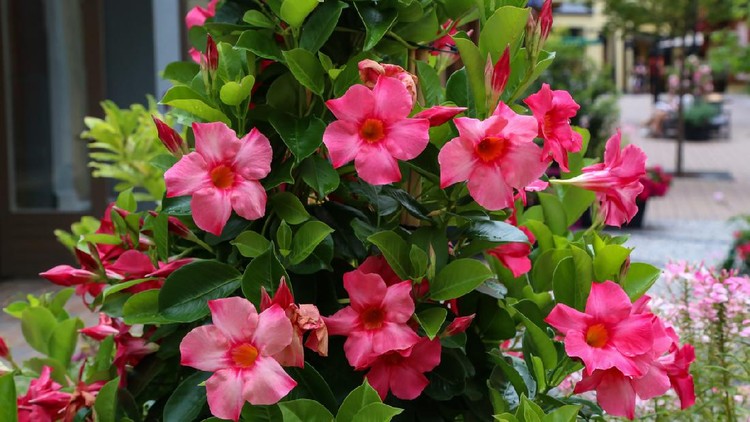 Dipladenia / Beautiful red flowers in the garden