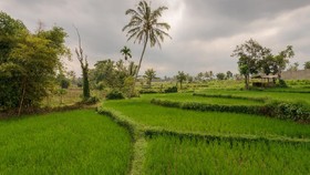 Desa Tetebatu NTB Masuk Nominasi Desa Wisata Terbaik di Dunia