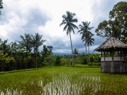 Selamat! Tetebatu Resmi Wakili Indonesia di Kompetisi Desa Wisata Dunia