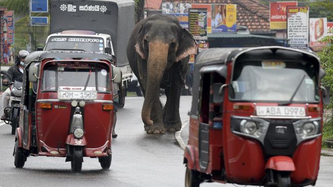 Sri Lanka menerapkan aturan baru untuk gajah peliharaan: KTP alias kartu tanda pengenal, larangan kerja sampai larut malam, hingga kewajiban mandi setiap hari.