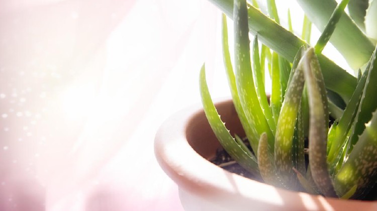 Ilustrasi tanaman lidah buaya atau aloe vera Young Aloe Vera shoots lit by sunrise with a sequin curtain in the background. Soft colors with copy space.