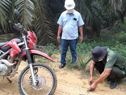 Jejak Harimau Ditemukan di Riau, Warga Diimbau Tak Pergi Sendirian