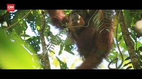 VIDEO: 5 Kali DilepasLiarkan Orang Utan Ini Kembali ke Desa