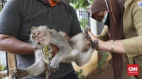 FOTO: Vaksinasi Rabies Hewan Peliharaan di Jakarta