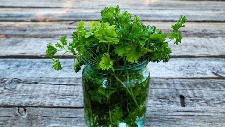 Ilustrasi Rebusan Peterseli Green parsley leaves in a glass jar with water. Petroselinum crispum. Culinary seasoning. Vegetarian food. Agricultural business. Farm harvest. Vegetable salad. Wooden background.