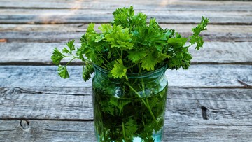 OREGANO HINGGA DAUN BAWANG