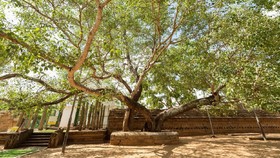 Bebas Visa untuk Turis RI, Ini 5 Destinasi Wisata Populer Sri Lanka