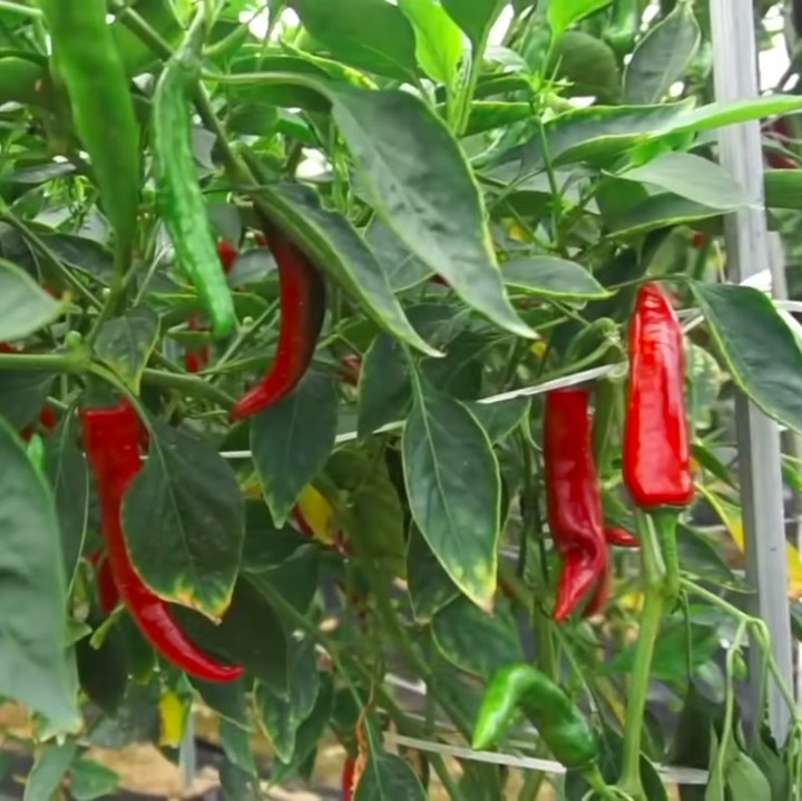 <p>Selain apel dan taman bunga, ternyata sang mertua juga suka menanam cabai, selada, kacang, kesemek, dan terong sendiri di rumah, lho. Lengkap banget ya, Bunda.Foto: YouTube Yannie Kim</p>