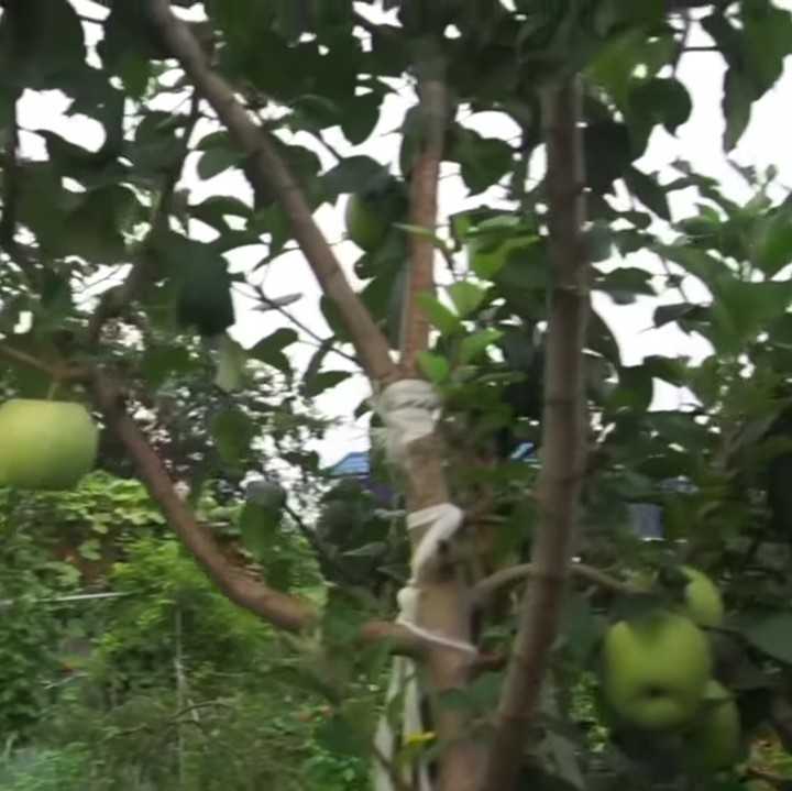 <p>Tak hanya itu, ternyata mertua Yannie Kim juga memiliki kebun apel di rumahnya lho, Bunda. Apel bahkan terlihat siap dipanen. (Foto: YouTube Yannie Kim)</p>