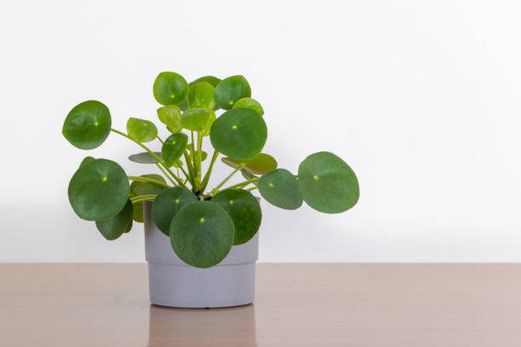 7 Cara Merawat Tanaman Hias Daun Bulat Chinese Money Plant Tanaman hias yang satu ini unik karena daunnya berbentuk bulat, Bunda. Sebelum memiliki tanaman ini, simak tujuh tips merawatnya berikut, ya.