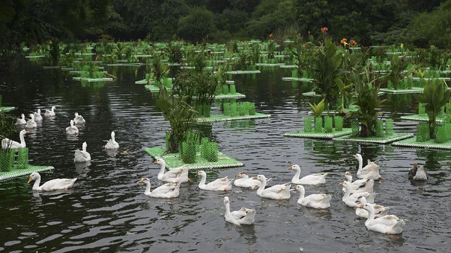 FOTO: Trik Lahan Terapung Buat Pulihkan Danau India