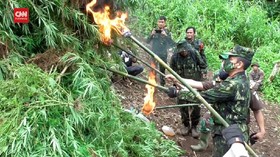 VIDEO: Ladang Ganja 2 Hektar Di Madina Dimusnahkan