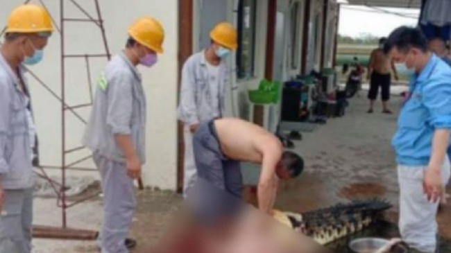 Manajemen perusahaan tempat TKA China penyantap buaya meminta maaf kepada masyarakat atas tindakan pegawainya. Manajemen menyebut buaya dibeli dari warga.