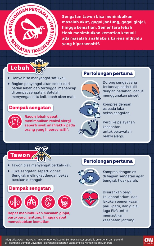 Sengatan lebah bisa memicu alergi, sedangkan tawon bisa menimbulkan masalah akut, gagal jantung, gagal ginjal, hingga kematian. Berikut pertolongan pertamanya.
