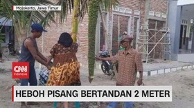 VIDEO: Heboh Pisang Bertandan 2 Meter