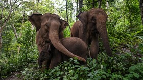 Gajah Sumatera Ditemukan Mati di Bengkalis