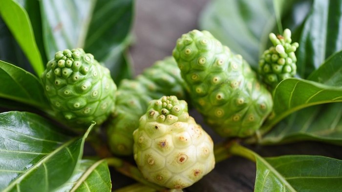 img-title 7 Manfaat Buah Mengkudu yang Nggak Banyak Diketahui