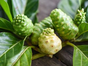 7 Manfaat Buah Mengkudu yang Nggak Banyak Diketahui