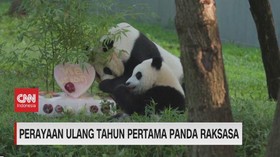 VIDEO: Perayaan Ulang Tahun Pertama Panda Raksasa