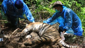 FOTO: Kematian Tragis Tiga Harimau Sumatera di Leuser Aceh