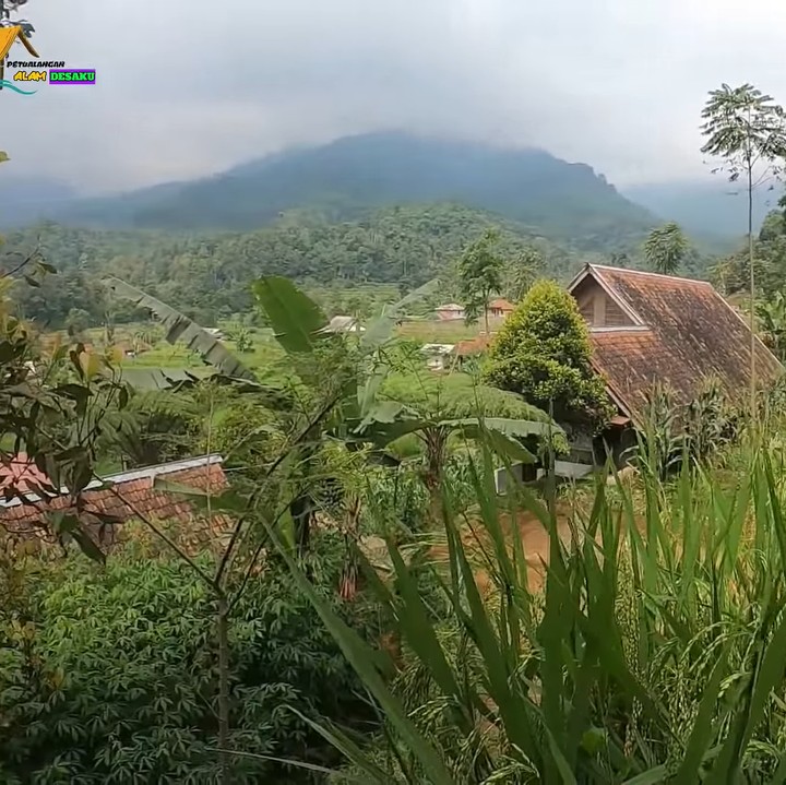 <p>Area sawah yang berada di sekeliling rumah Haji Usman Bimantara membuat suasana jadi semakin tenang. Setiap musim panen, sawah tersebut juga dipanen oleh para petani yang ada di sana. (Foto: YouTube Petualangan Alam Desaku)</p>
