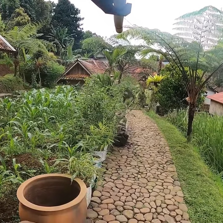<p>Haji Usman Bimantara memiliki kebun untuk menanam tanaman di rumahnya, mulai dari jagung sampai pohon pisang. Kebun itu terletak bersebelahan dengan sawah. (Foto: YouTube Petualangan Alam Desaku)</p>