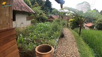 <p>Haji Usman Bimantara memiliki kebun untuk menanam tanaman di rumahnya, mulai dari jagung sampai pohon pisang. Kebun itu terletak bersebelahan dengan sawah. (Foto: YouTube Petualangan Alam Desaku)</p>