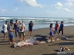 Hiu Tutul Terdampar di Pantai Pangandaran