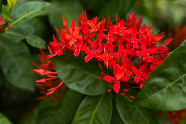 Bunga asoka merupakan salah satu jenis tanaman hias perdu yang cantik, Bunda. Tertarik ingin memiliki? Simak tips merawatnya di dalam ruangan dulu yuk, Bunda.
