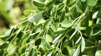 5 Efek Samping Daun Kelor dan Cara Menghindarinya, Sayuran Favorit Lancarkan ASI