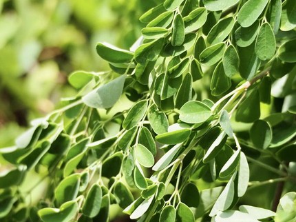 5 Efek Samping Daun Kelor dan Cara Menghindarinya, Sayuran Favorit Lancarkan ASI