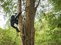 Serba-serbi Owa Siamang yang Sempat Dipelihara Bupati Badung