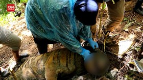 VIDEO: Petugas Bedah Bangkai 3 harimau Yang Mati Terjerat