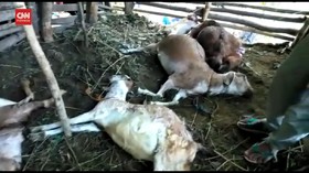 VIDEO: Belasan Ternak Warga Mati Mendadak Dalam Semalam