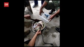 VIDEO: TKA Yang Menkonsumsi Daging Buaya Terancam Sanksi