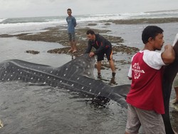 Lagi, Hiu Tutul Terdampar di Pantai Pangandaran