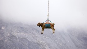 FOTO: Menyelamatkan Sapi-sapi Cedera dengan Helikopter