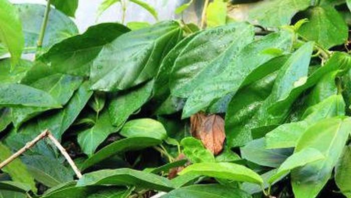 Jutaan Manfaat Daun Cincau, Tak Hanya Demi Tingkatkan Imunitas Tubuh