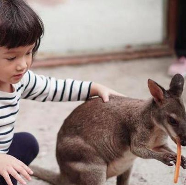 <p>Kecil-kecil, Salma sudah terbiasa menyentuh dan membelai binatang liar. Buktinya di foto ini, Bun. Ia tidak takut lho menyentuh walabi. (Foto: Instagram @atiqahhasiholan)</p>