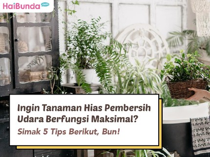 Ingin Tanaman Hias Pembersih Udara Berfungsi Maksimal? Simak 5 Tips Berikut, Bun!
