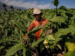 Bergulir Rencana Revisi Aturan Rokok, Bagaimana Dampaknya ke Petani?